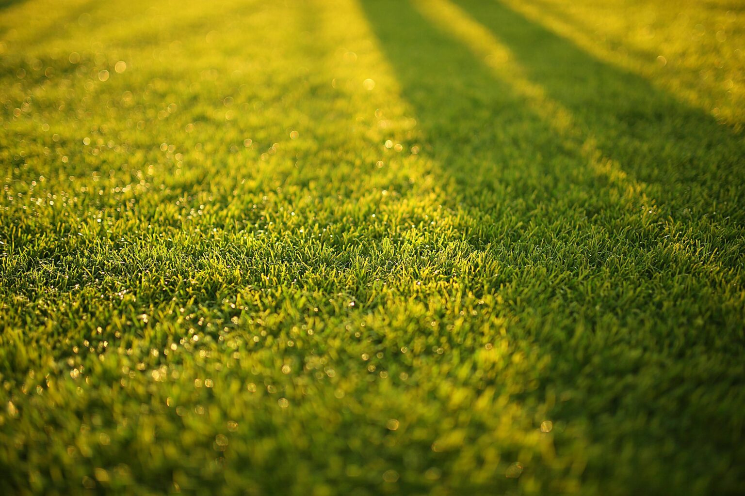 Close-up of vibrant green grass with soft shadows on a sunny day.